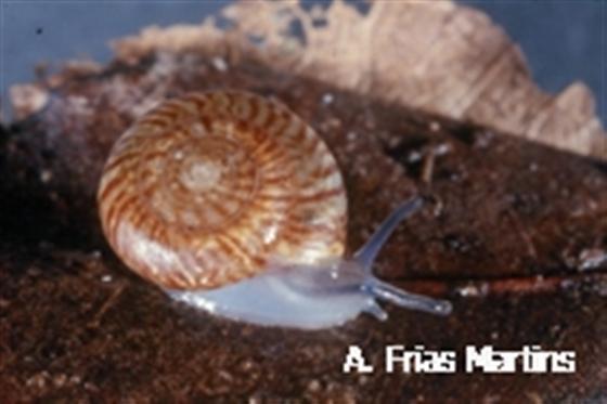Oxychilus lineolatus Martins & Ripken, 1991